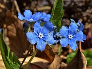 39 Borrana primaverile (Omphalodes verna)
